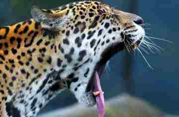 IAT promove capacitação de agentes para atendimento a ocorrências com grandes felinos